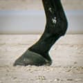 Equitation handisport